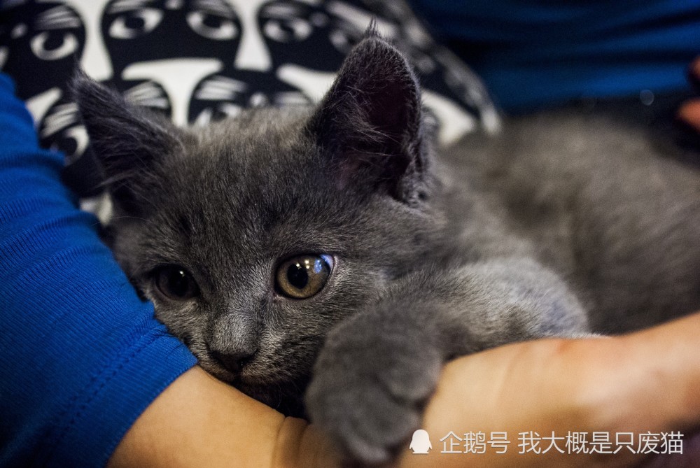 猫为什么会流口水 出现以下原因你需要引起注意