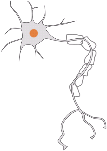 神经系统 简笔画图片