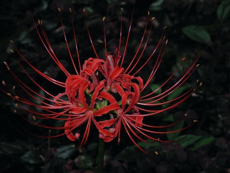 最有传奇意义的一种花草 它亦正亦邪 被称为邪恶与神圣的象征 腾讯新闻