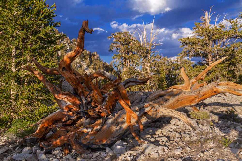 地球上最大的5棵树,其中一棵活1700多年,已成著名旅游景点