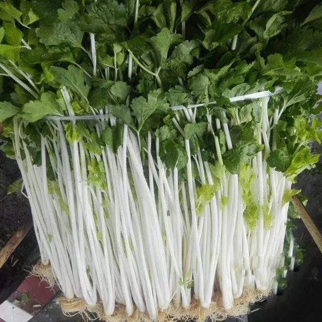 【爱农优选】雪白香芹,抗病,抽苔晚,口感好!农户试种,效果突出!快行动