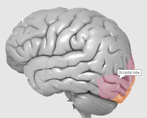 枕叶(occipital lobe 的面部识别区,这一部分的大脑活动,能将眼睛