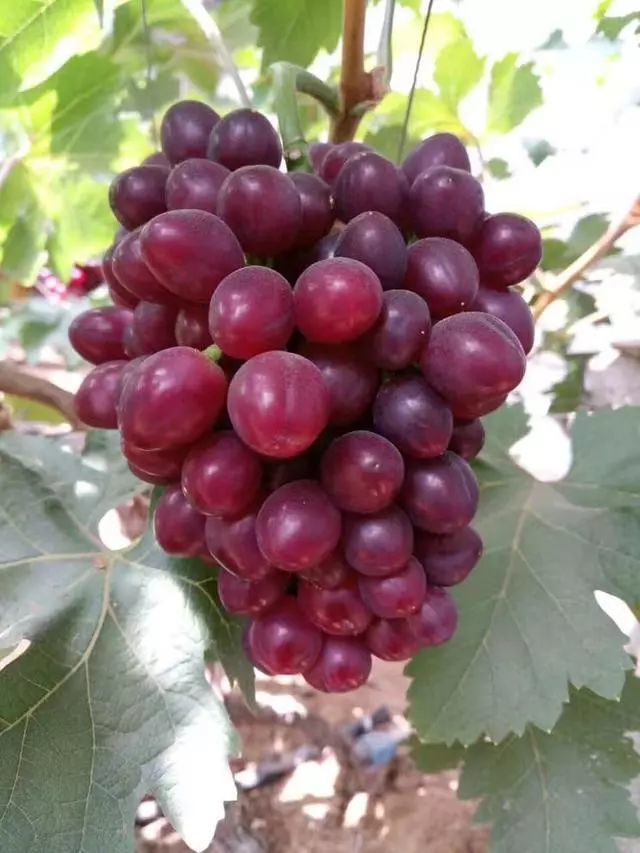 分享网友种植的早霞玫瑰葡萄,上色很好