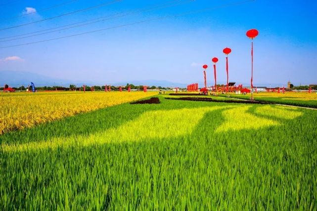 经大会主办方组织专家组对品种的产量,米质,抗性指标,田间表现等进行