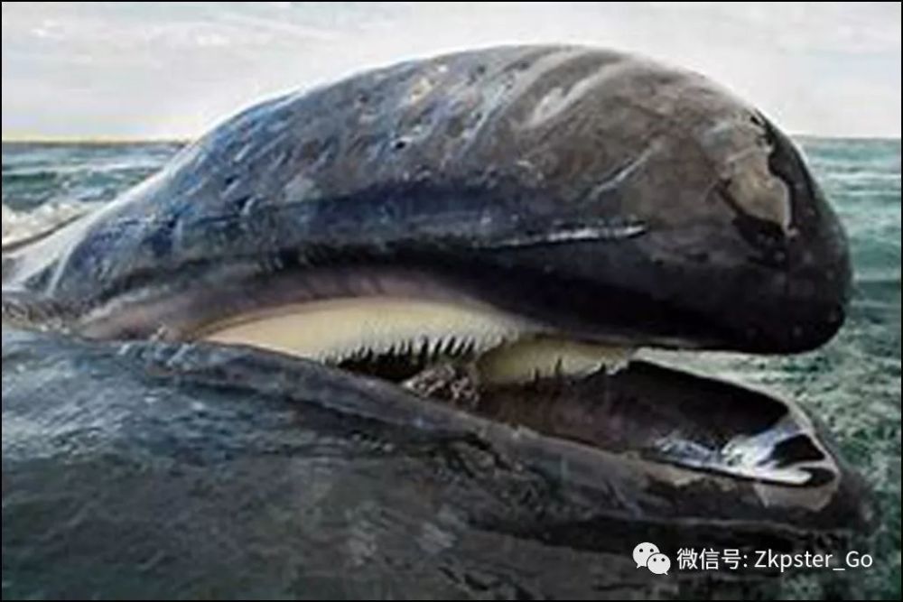 须鲸(baleen whale,来自bing)