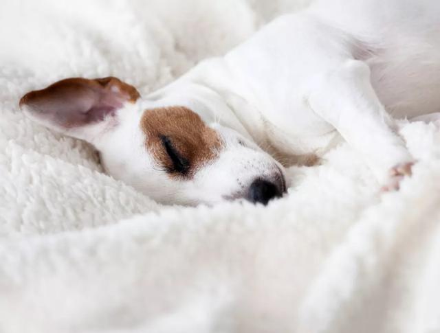 老年犬睡眠时间长 却容易被吵醒 如何让狗狗睡得更好