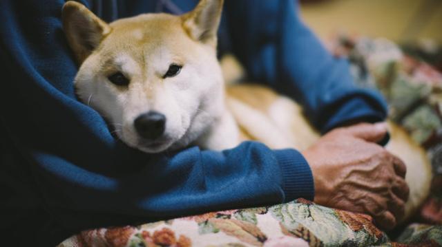 老年犬睡眠时间长 却容易被吵醒 如何让狗狗睡得更好