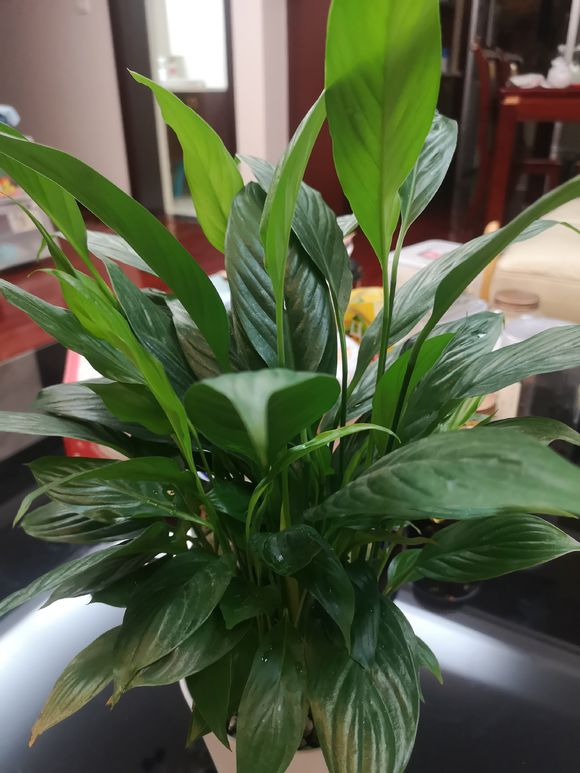 装修新房子,适合养这6种植物,净化空气,增加室内湿度去甲醛