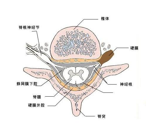 1 促进 硬脊膜的愈合