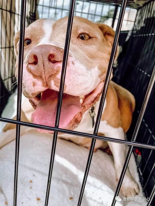 繁殖犬被救后拍了一组孕照 照片中的它光芒四射