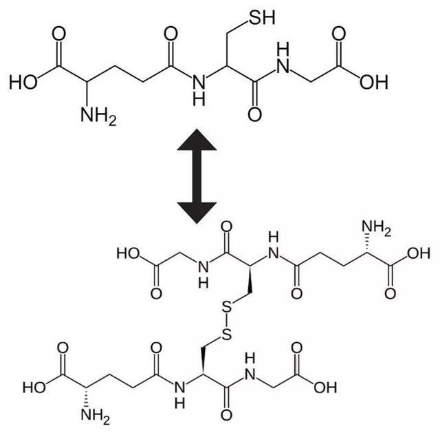谷氨酰胺与谷胱甘肽图片