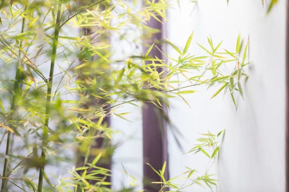 57句“竹”诗词:一竿修竹,数点芭蕉,伴你良宵 57句“竹”诗词:一竿修竹,数点芭蕉,伴你良宵