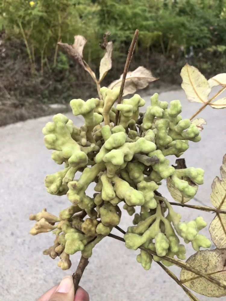 咸丰20年前的好东西!现在有钱也买不到了