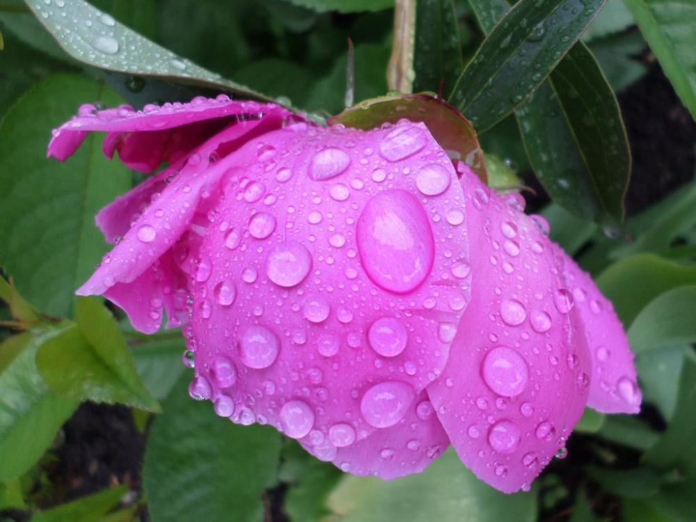 瑰丽|人到中年最大遗憾：错过了年少瑰丽的梦，也没有了实现志向的时间