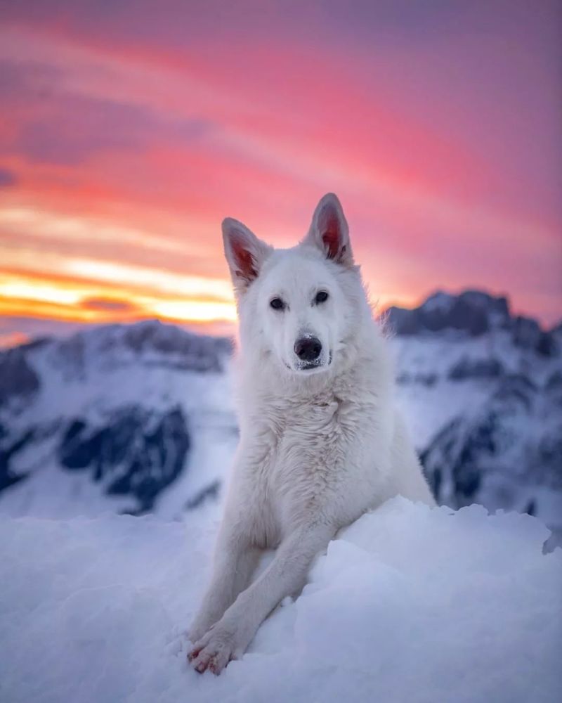 這隻超美的白色瑞士牧羊犬過上了全網最令人嚮往的生活