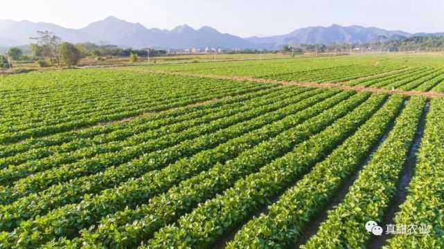 少见宁夏菜心惨遭五连跌无底线的背后有哪些吓死人的实情