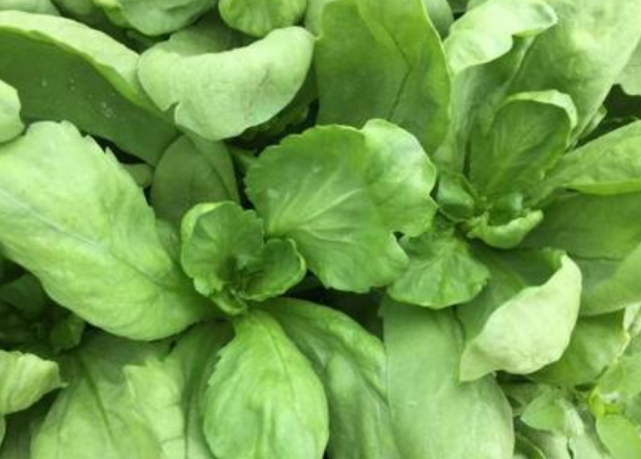 茼蒿1,茼蒿的播种时间,茼蒿生长的适宜温度在17~20度之间,在南方北方