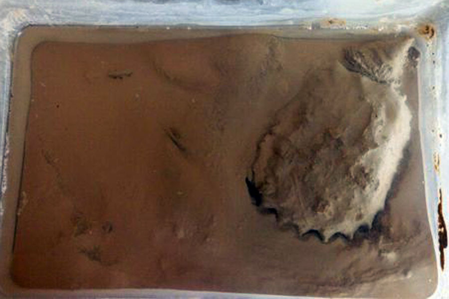 泥水冬眠相较于浅水冬眠还能够给龟提供更加的冬眠环境,减少光系热