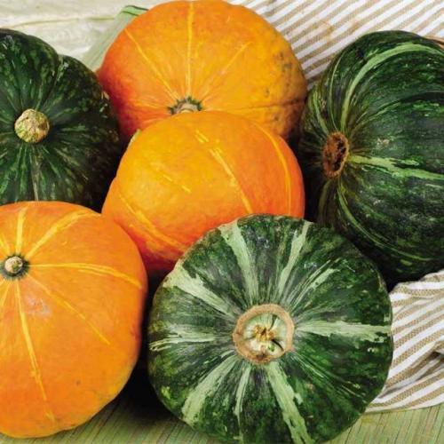 秋天到吃南瓜颜色发黑表皮坚硬棱越深的南瓜口感越好吃