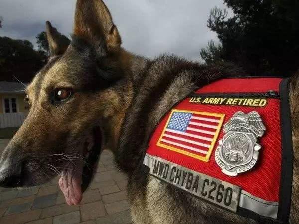 退役军犬的归宿:俄罗斯发工资,英国安乐死,我国怎么做?