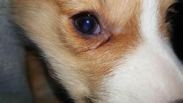 白内障 对狗狗的威胁性很大 如果长期不加以治疗 会导致失明