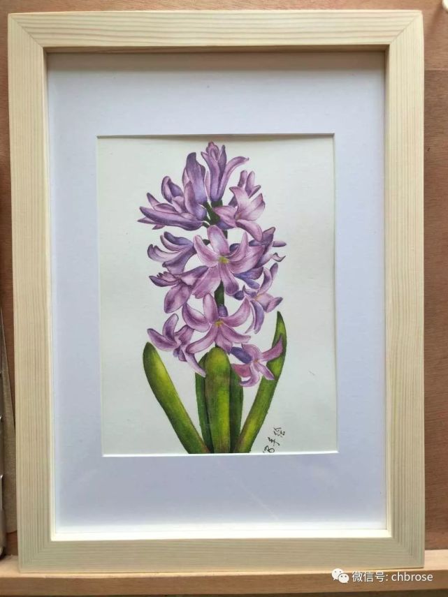 零基础学画画 水彩风信子手绘过程分享 水彩 风信子 手绘