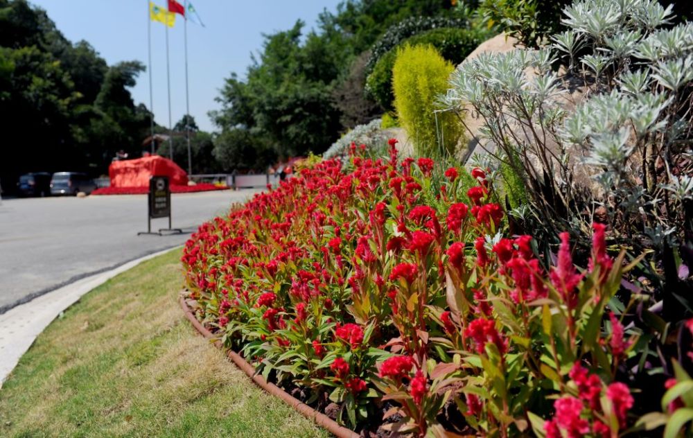 黑天鹅 木栈道 这个福州人熟悉的公园 国庆全新亮相