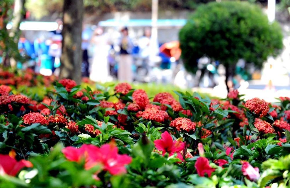 黑天鹅 木栈道 这个福州人熟悉的公园 国庆全新亮相