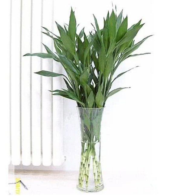 美女告诉你常见盆栽养护大全,一学就会,从此之后再也不用求人了