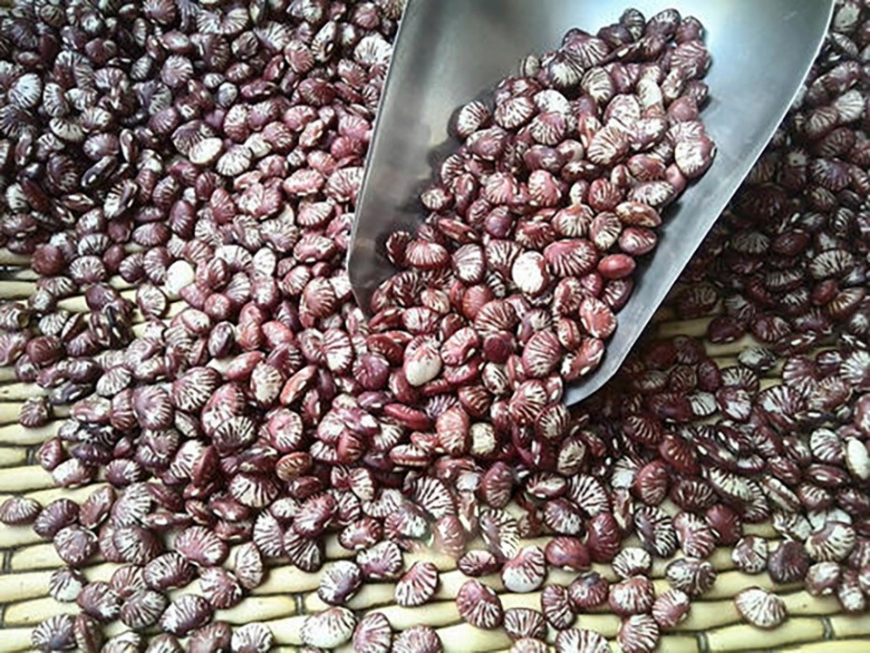 人称 肾豆 曾是古代贡品 如今市场价20一斤 农民却不愿种