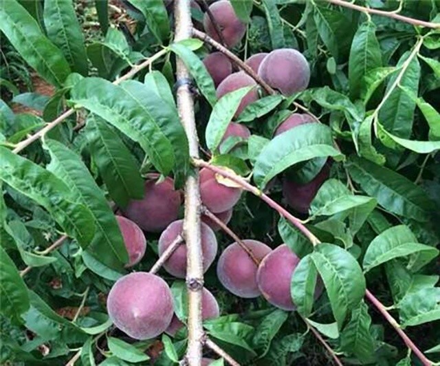 里的那种黑桃,而是桃子的一种品种,在民间也俗称"乌桃"或者"黑桃皇后"