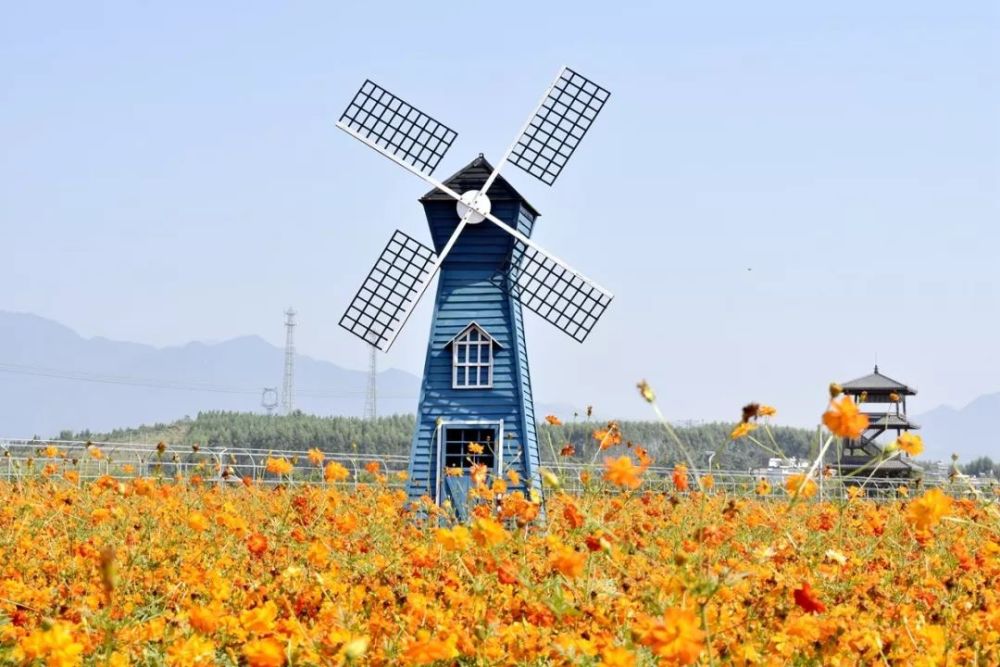 2019最新乐昌醉美花海合辑快去打卡拍照美爆你的朋友圈