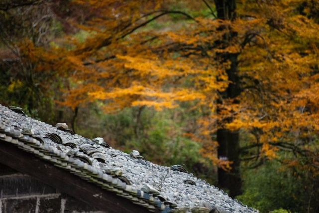 清秋的小院 锁着秋天最美的样子 小院 美的 百花
