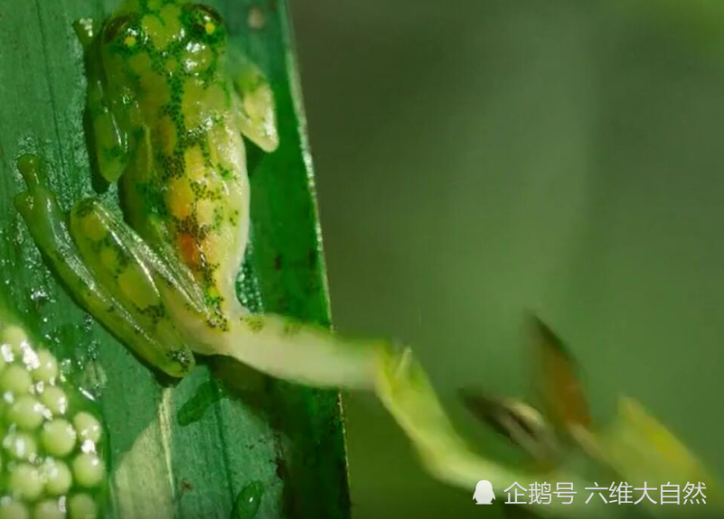 大黄蜂偷食蛙卵 却被玻璃蛙一脚踢飞 网友 好厉害的飞腿