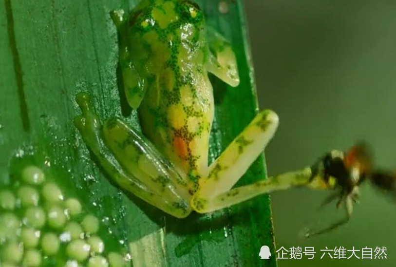 大黄蜂偷食蛙卵 却被玻璃蛙一脚踢飞 网友 好厉害的飞腿