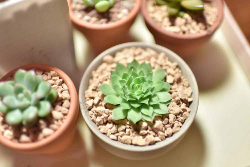多肉养不好多半是花盆没选好 注意这几点 就能让肉肉不停冒小崽