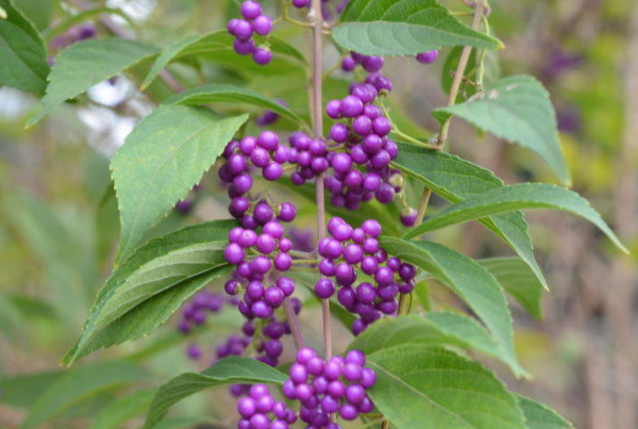 小溪边常有一种植物叶子长得像枇杷叶入药能止血又能止咳