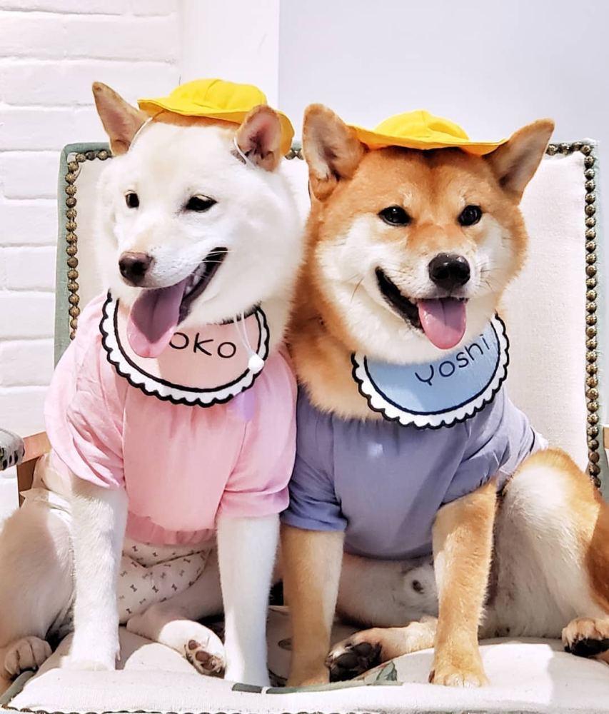 被柴犬妹妹热情融化,霸气哥竟然变成宠妹达人