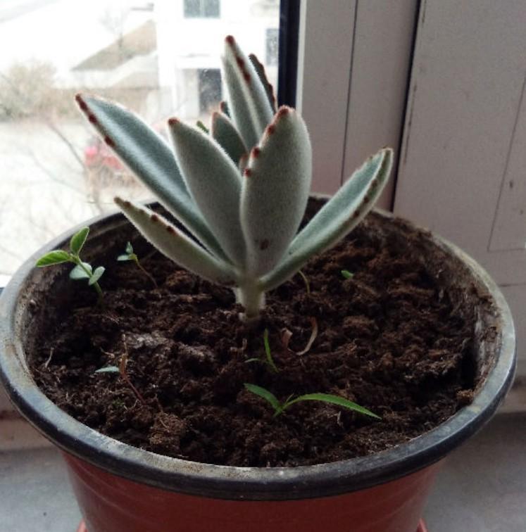 这些多肉天生带毛 毛茸茸的冬天去养 简直不要太可爱