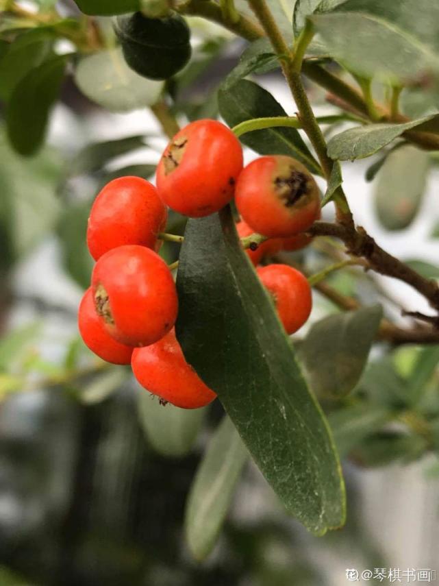 这花结满红果子,比菊花都好看,越养越上瘾!