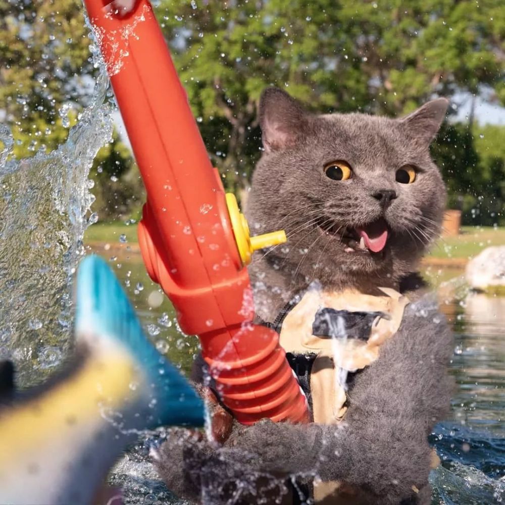 婚礼请猫来当伴郎,风头完全被抢!网友一看,原来是它啊,难怪