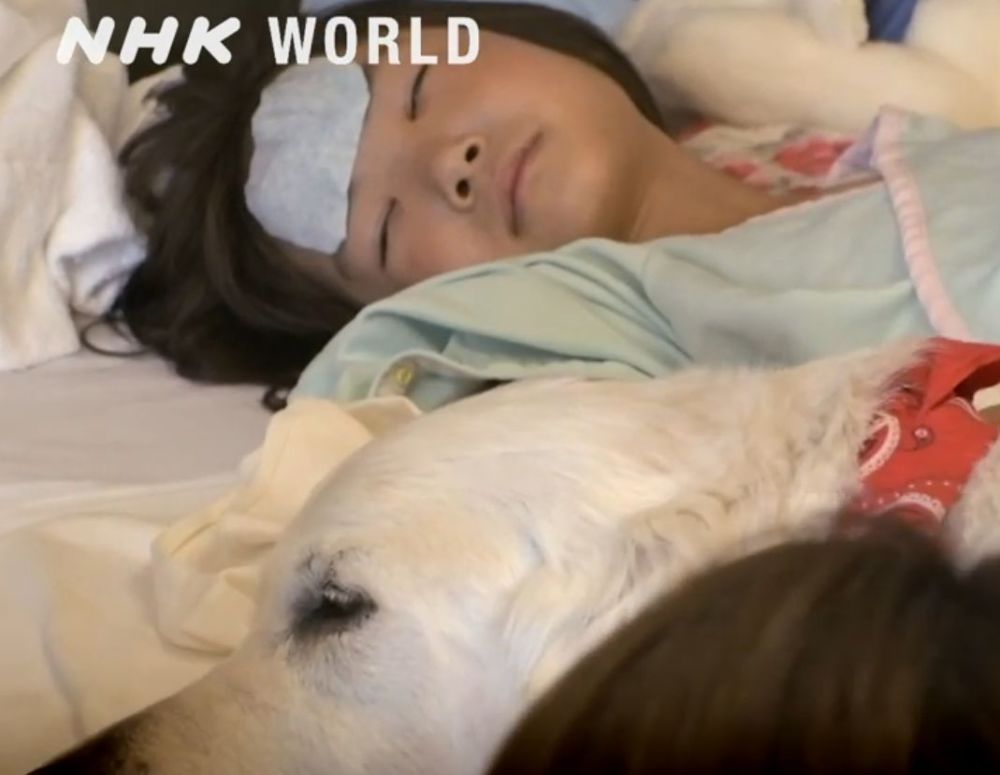 服役九年的治疗犬 却在这次任务中违抗了指令