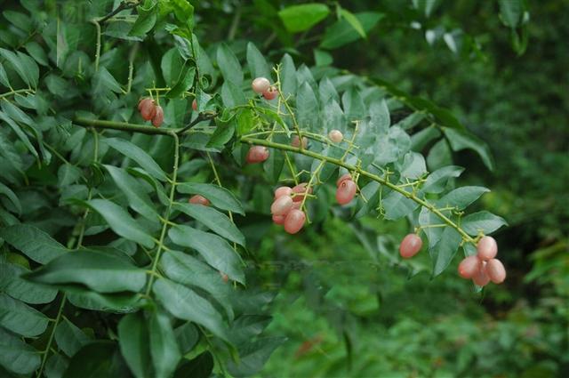山黄皮,见过吗?能接骨,散瘀,祛风湿