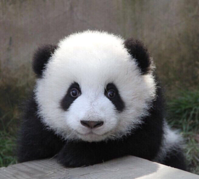 萌兰,小名么么儿,粉丝们也叫他萌三太子,傻儿砸.