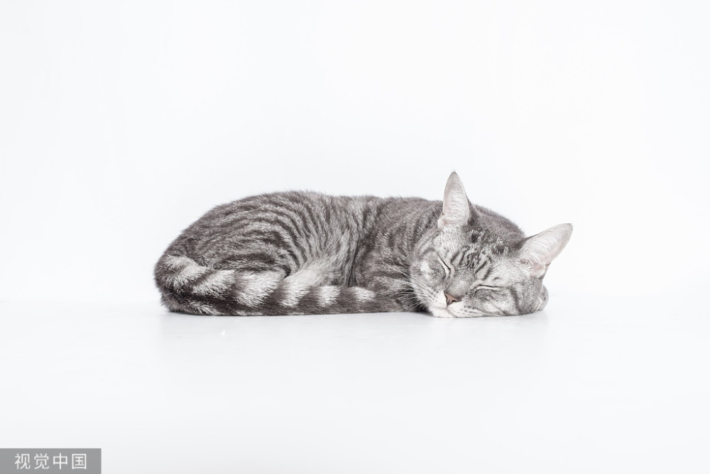 猫腹水摸起来什么感觉_腾讯新闻