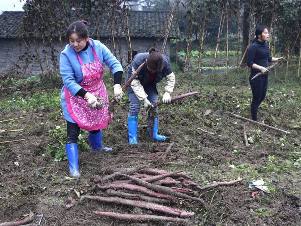 被誉为紫人参 市场价便宜 农民种了却卖不动 又是转基因的错