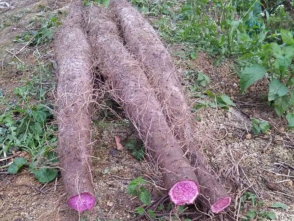 被誉为紫人参,市场价便宜,农民种了却卖不动,又是转基因的错?