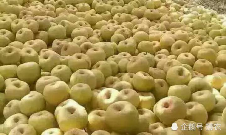 年年滞销成常态 产地4毛钱一斤 市场个大一个5块