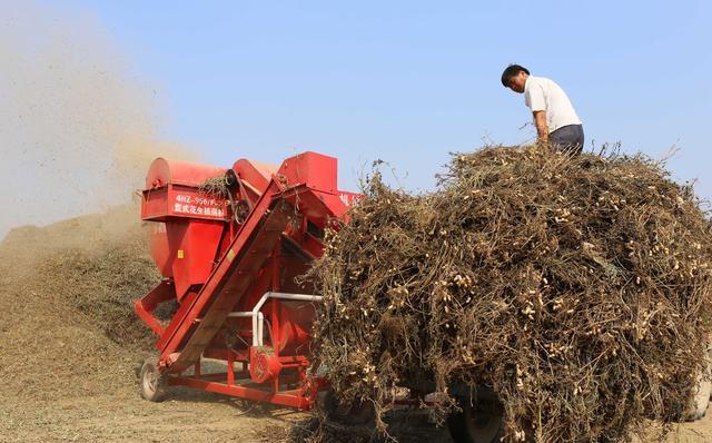 花生玉米收获季秸秆不想还田这4个方法可助农民解决秸秆难题