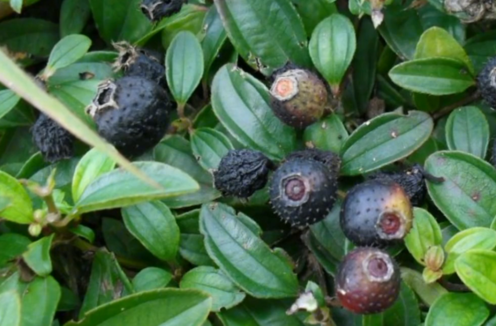 农村秋天最常见的植物,小孩摘果实当零食吃,枝叶入药还能治痔疮